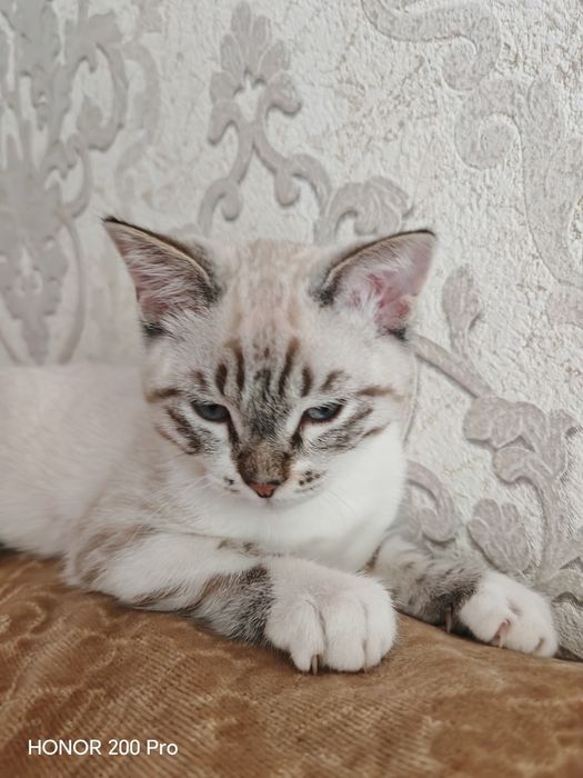Котенок в добрые руки