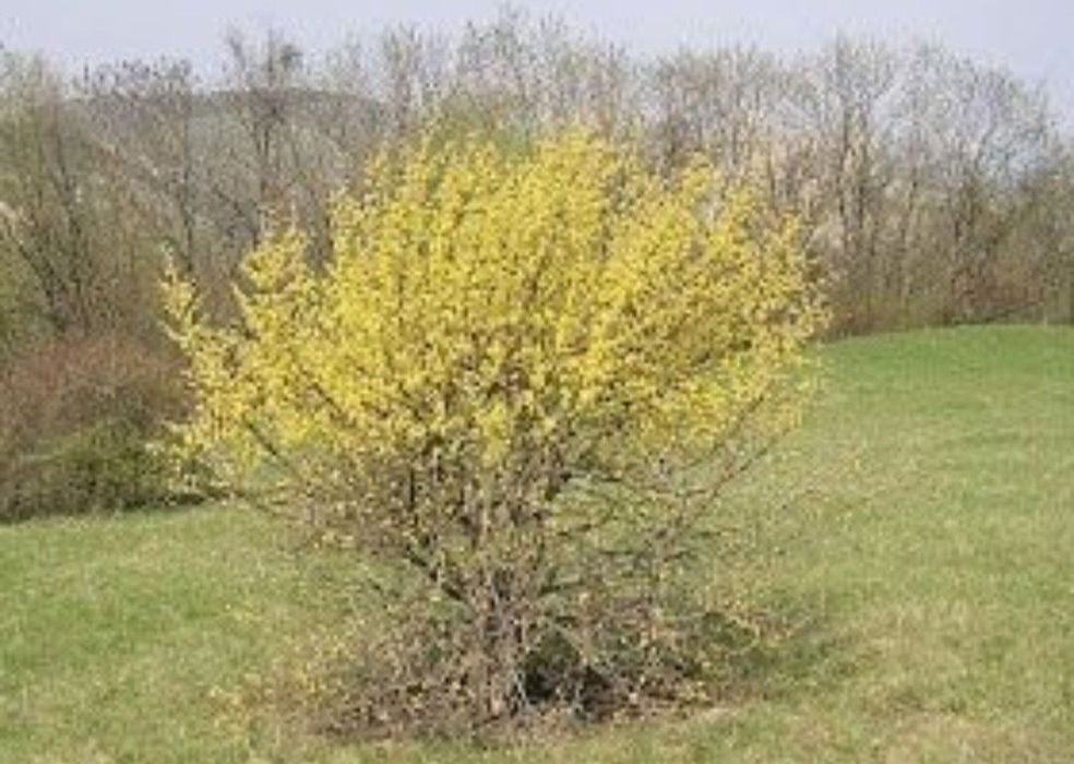 Puiet corn fructifer ( Cornus Mass) diferite