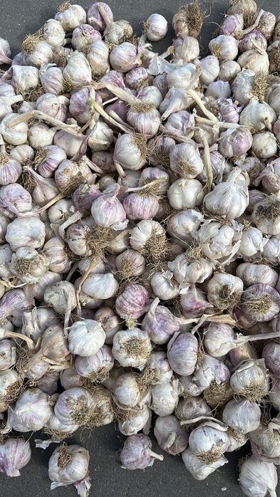 Usturoi pentru consum super pret