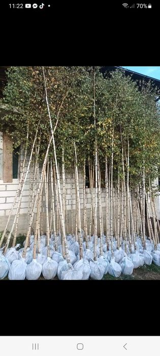 Spirale,mesteacăn,pawlonia