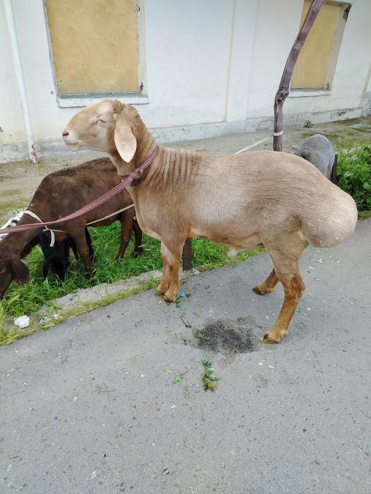 Yaxshi ARAShAN quchqor
