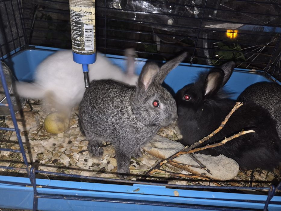 Iepurasii 4 bucăți