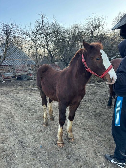 Mânz de vânzare cuminte