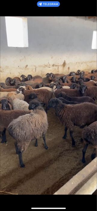 Қўй қўзилар сотилади