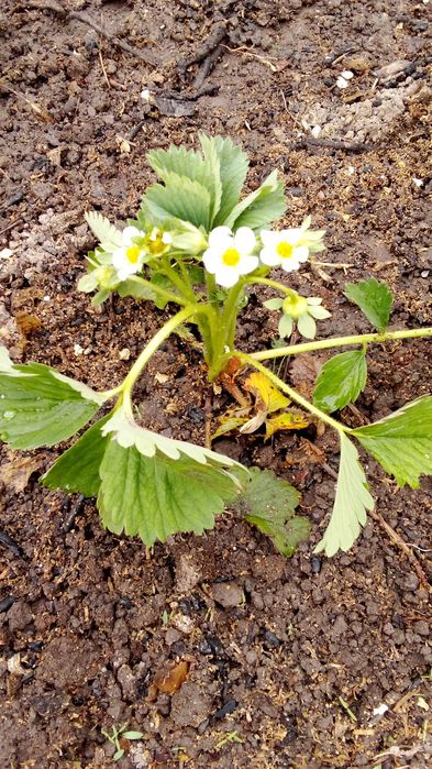 Саженцы  клубники