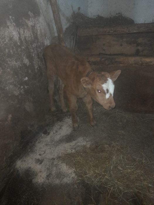 Vand tăuraș  metis