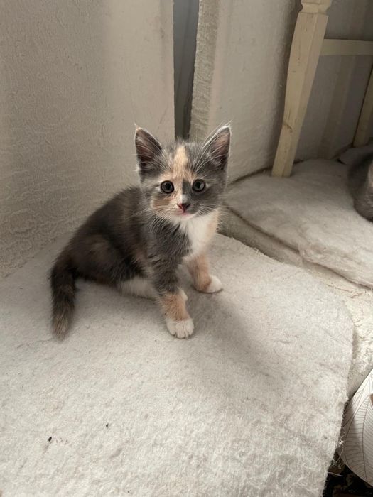 Отдам котят бесплатно