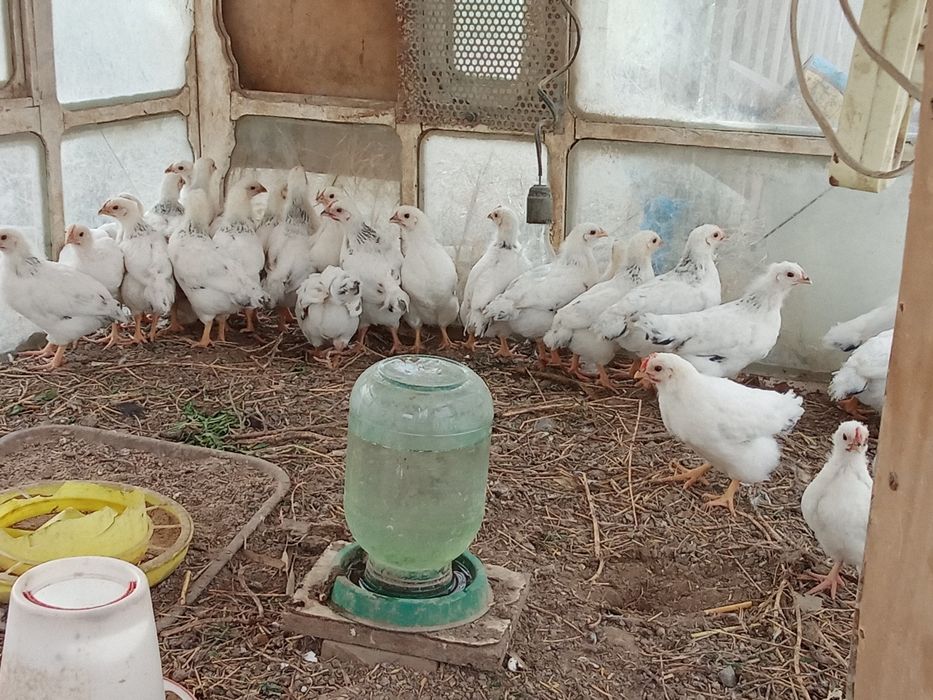 Балапандар пародалы