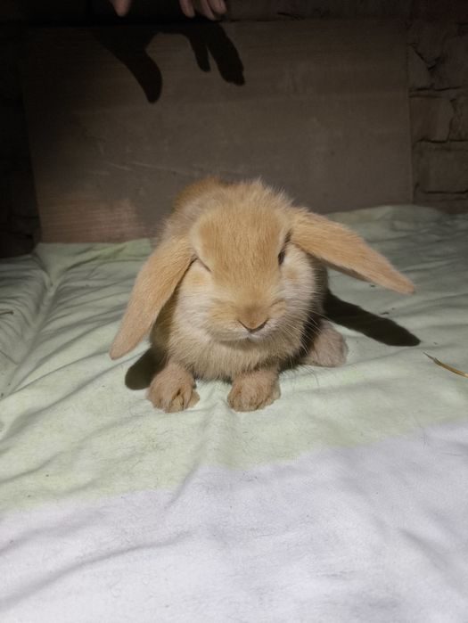 Quyon bolalari 10ta bor