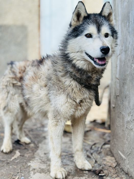 Хаски. Кобель в добрые руки