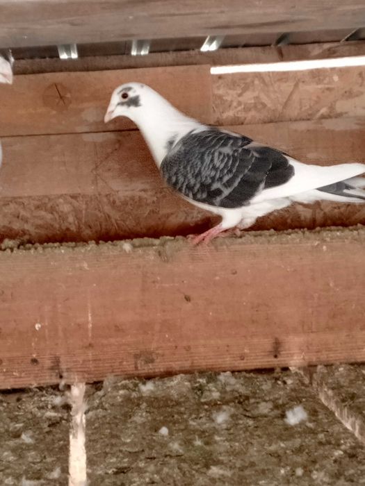 Porumbei de vânzare