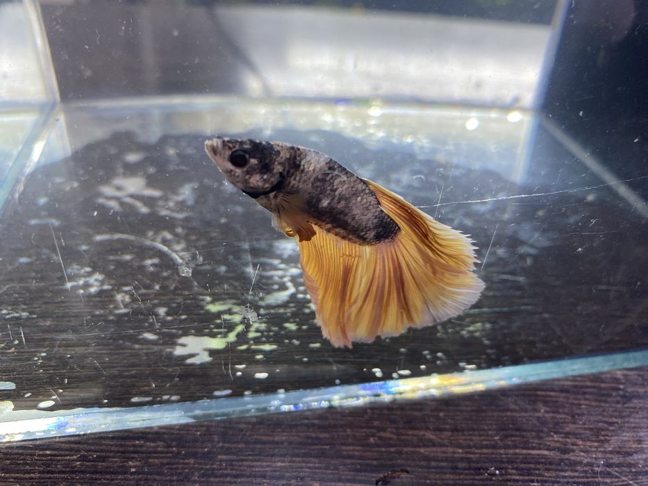 Аквариумные рыбки петушки