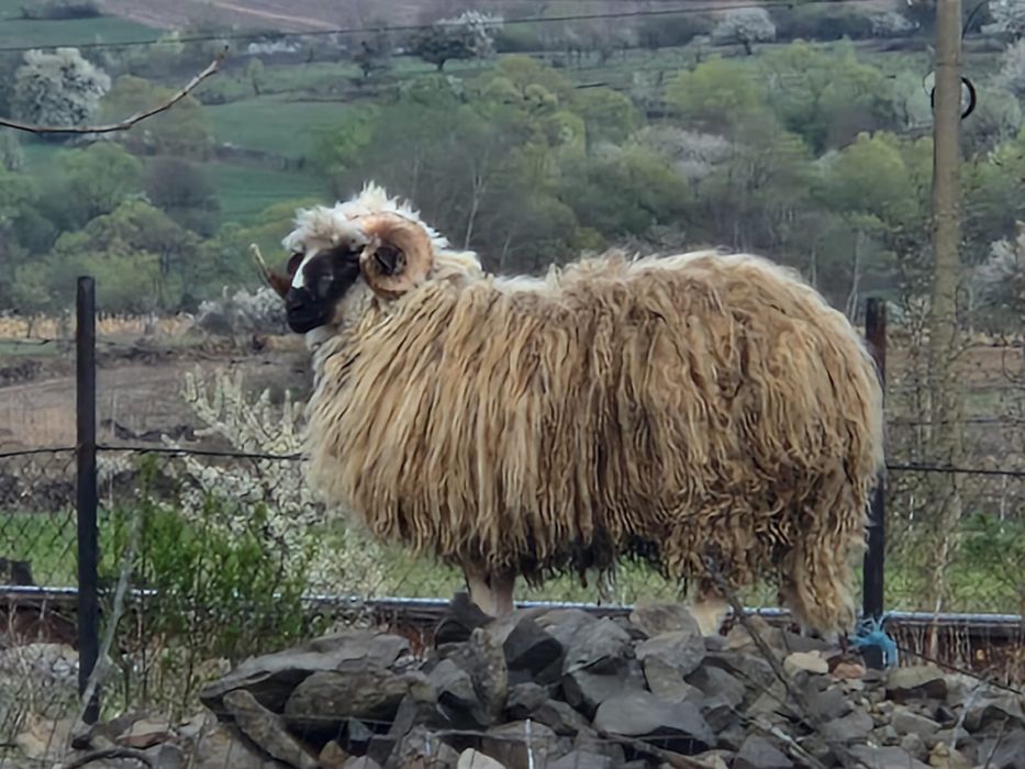 60 kg mior crecut cu cereale  pret 1200 lei