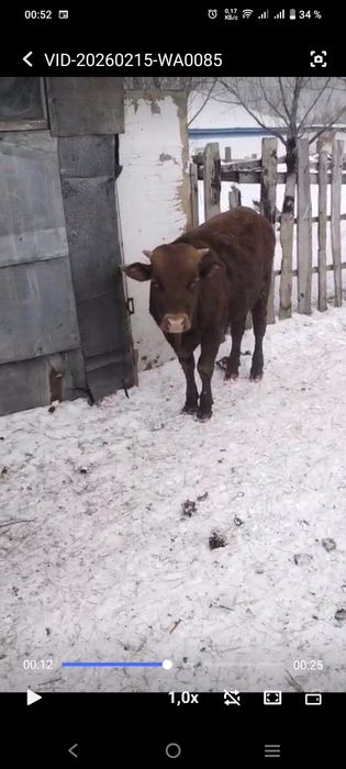 Продам молодых бычков, тёлок.