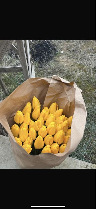 Тюльпан премиум