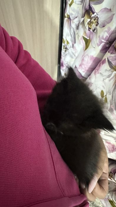 Котенок в добрые руки 1,5/2 месяца