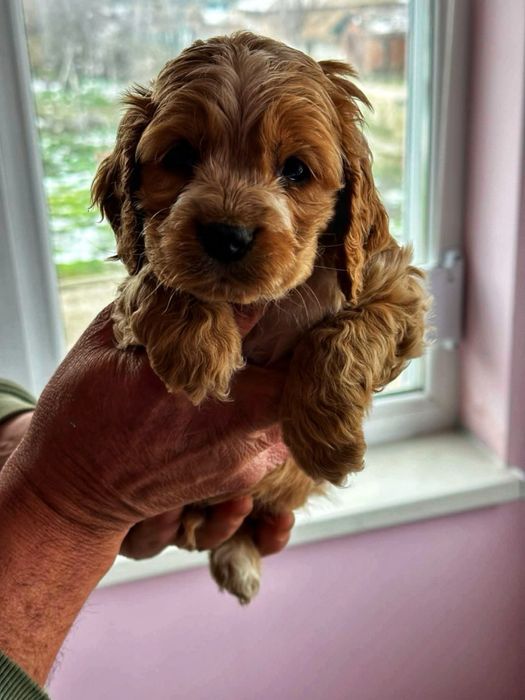 Кокершпаньолчета