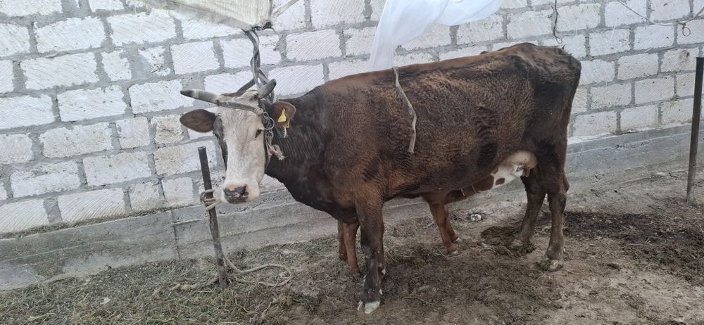Бұзаулы сиыр сатылады