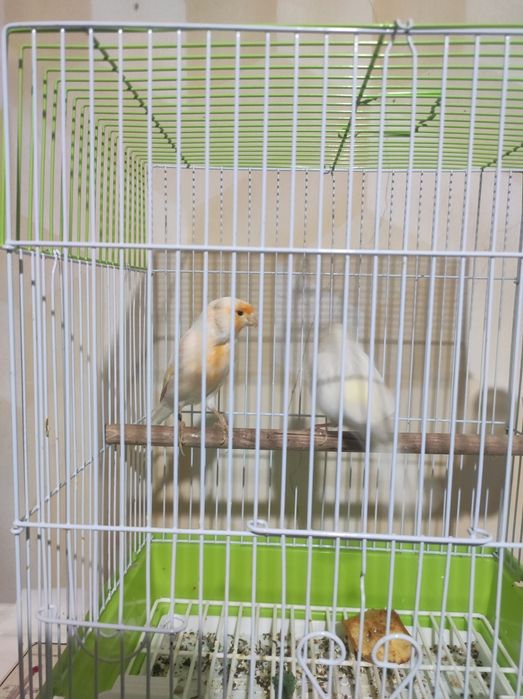 Mazayka nar turkiya moda ok