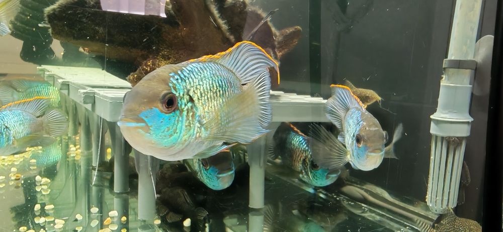 Peste Electric Blue Acara