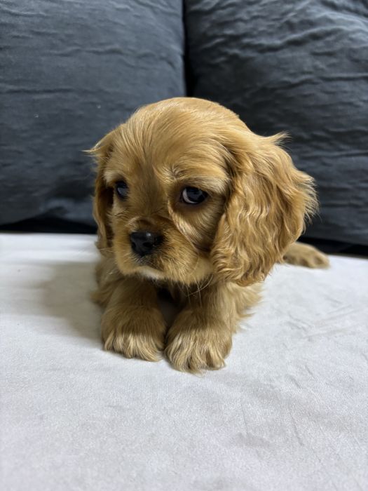 Продаються щенки Кавалер кинг чарльз спаниель