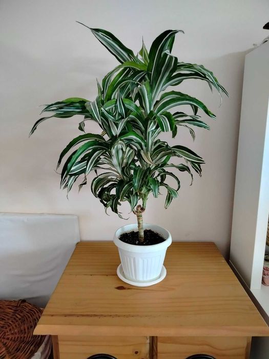 Финикова палма, Драцена, Шефлера, Сансевиера, Амарилис