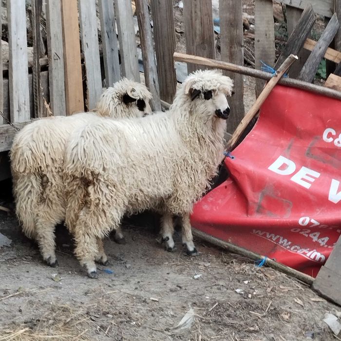 Oiță și berbecuț  de vanzare