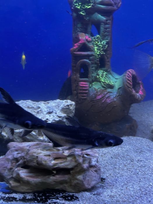 Рыба Коя платина