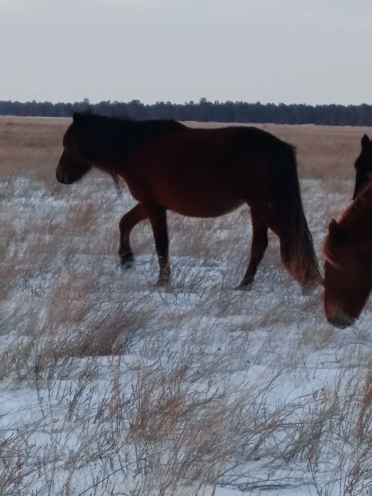 Екі бие сатылады казаки