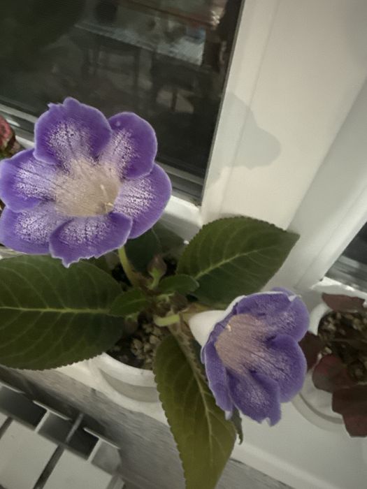 Комнатные цветы ,Глоксиния