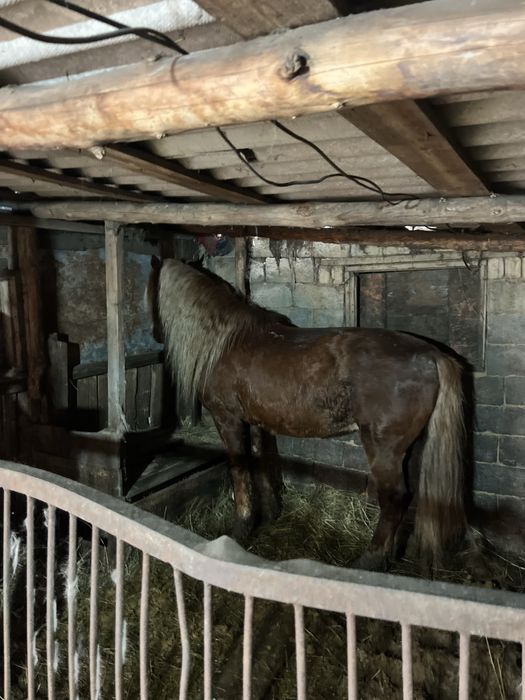 Продам Айгыра ездовой спокойный 12 лет хорошо держит косяк !