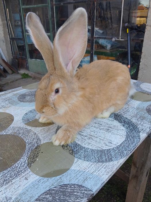 Зайци жълти и белгийски великани