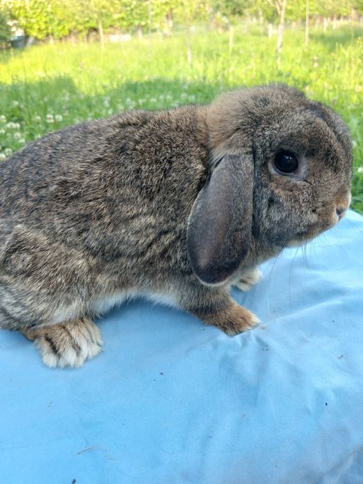 Iepure,femela holland lop