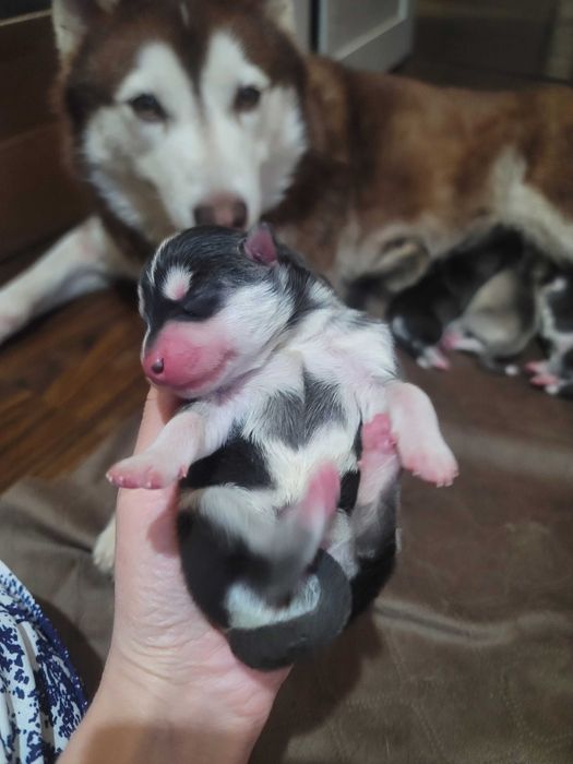 Мальчик чистокровный сегодня 2 месяца родился 14февраля