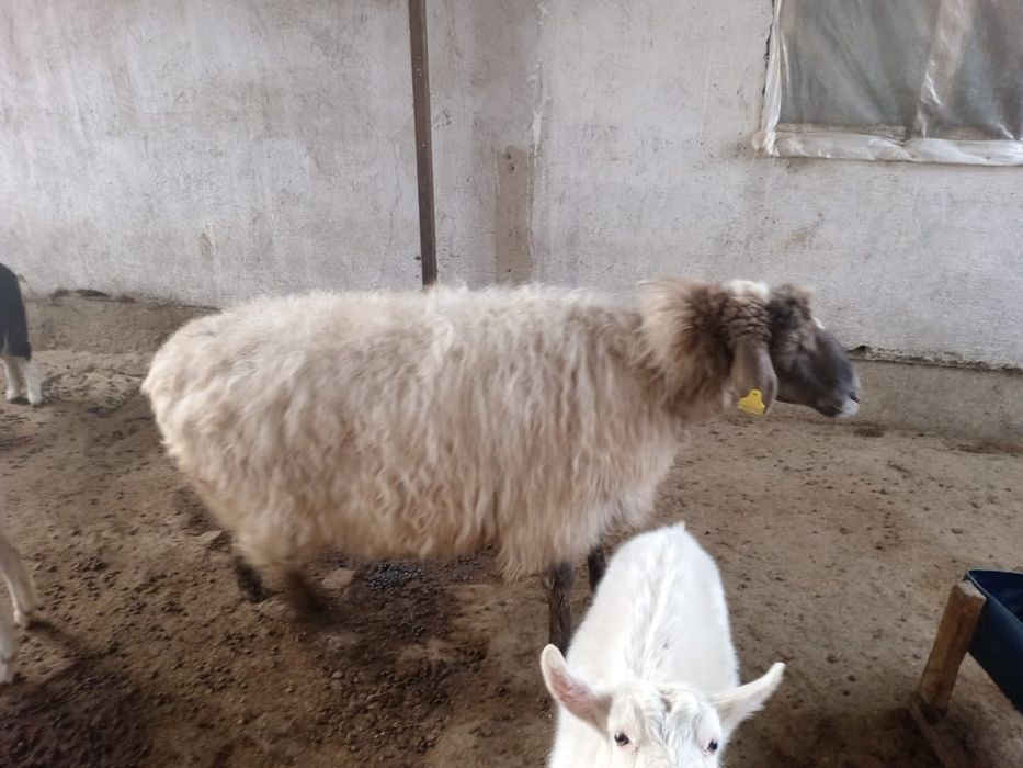 Кой сатылады     .