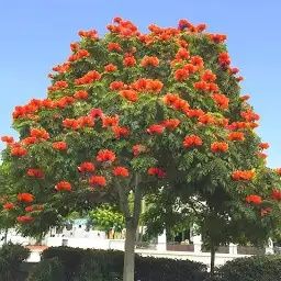Arbore fantana (African Tulip Tree - Spathodea)