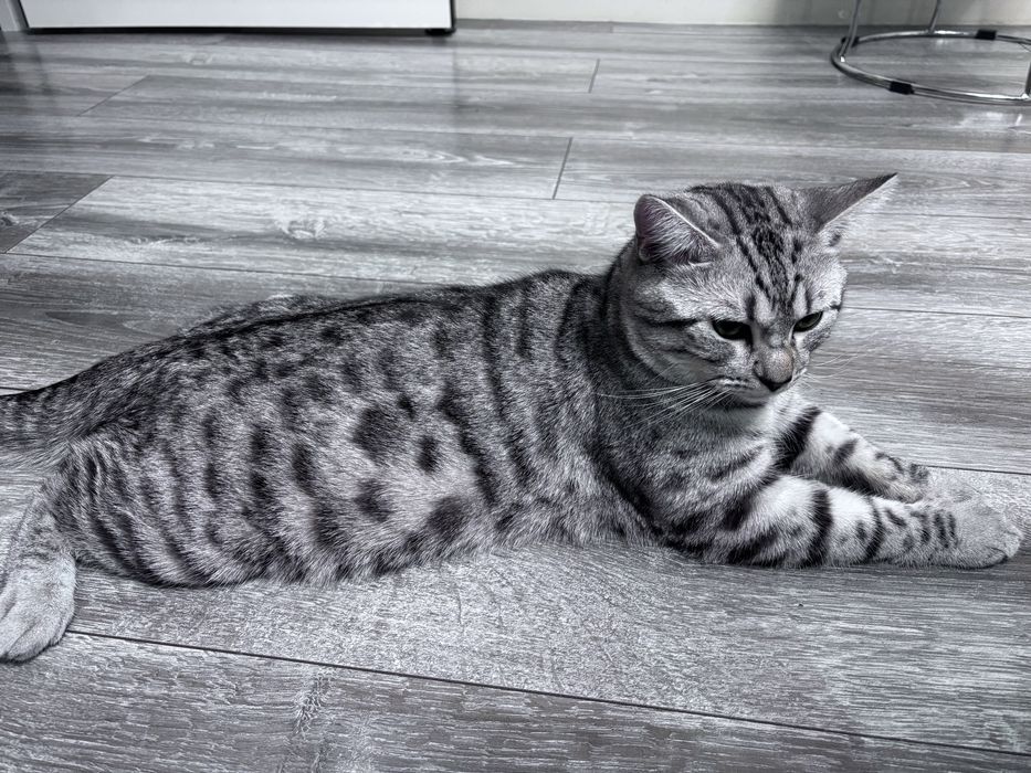 Отдам котика в добрые руки