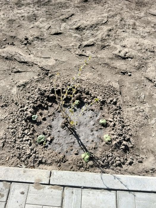 Кусты смородины.