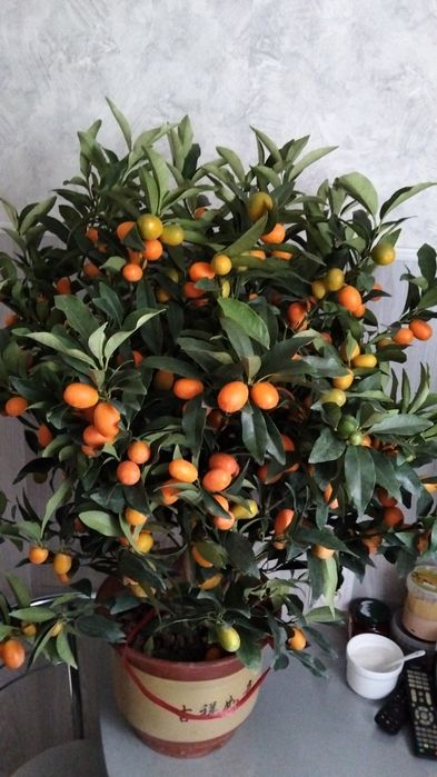 Продам дерево цитруса кумкват