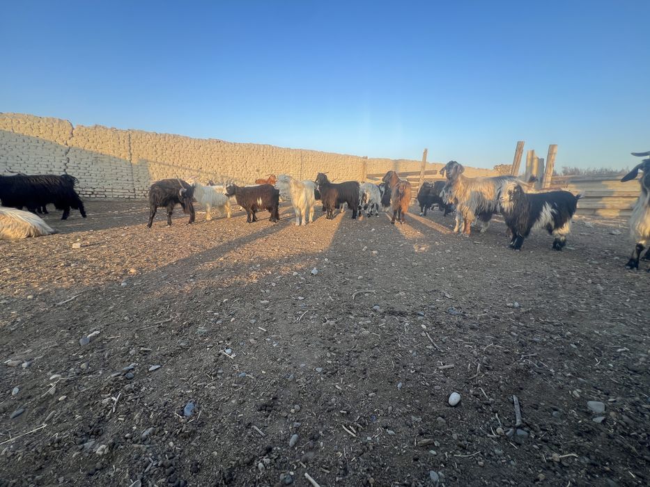 Echki sotiladi onabola sarka taka xammasi bor