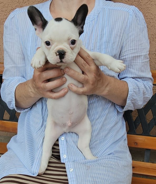 Bulldog francez mascul