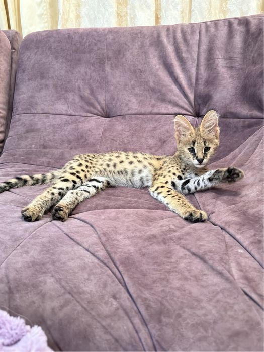 Сервал . Котенок сервала