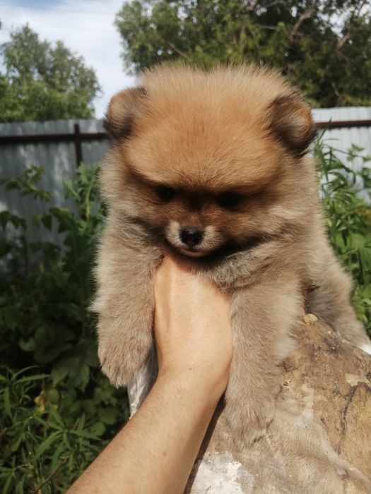Большой выбор малышей Шпица