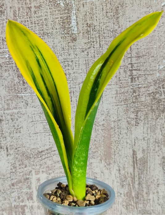 Сансивьерия Gold Flame