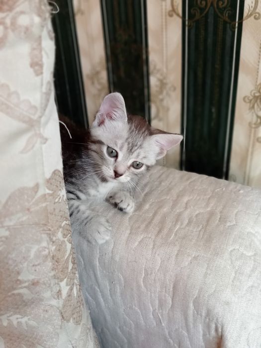 Продаем котят!!!