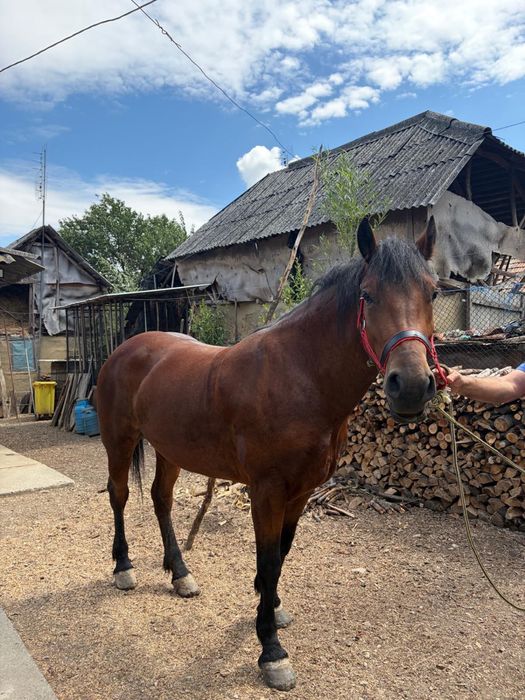Iapă tânără de 3 ani de vanzare