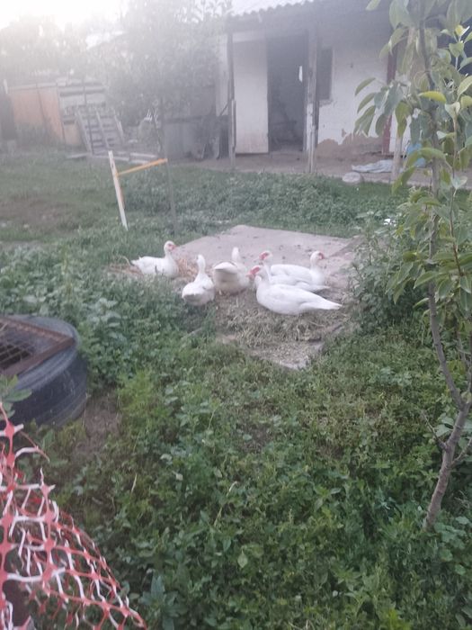 Срочно продам индауток