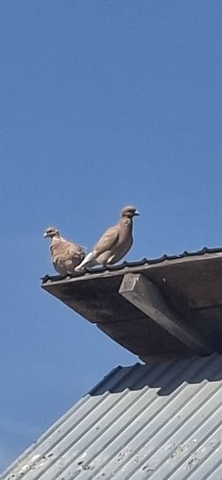 Porumbei voiajori galbeni