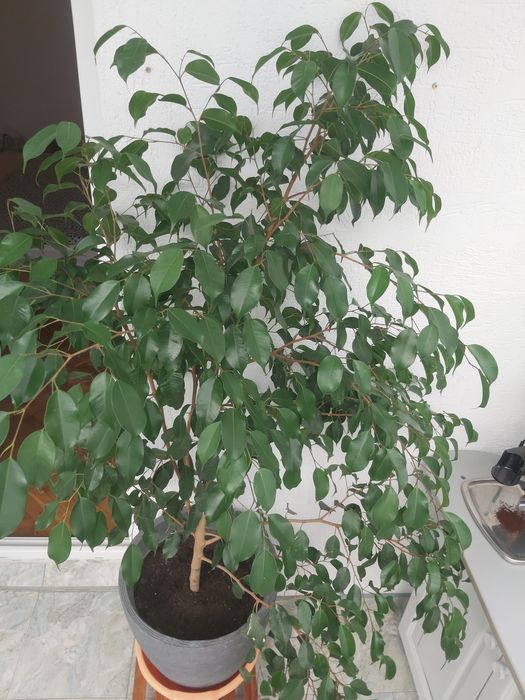 Цвете бенджамин 180м