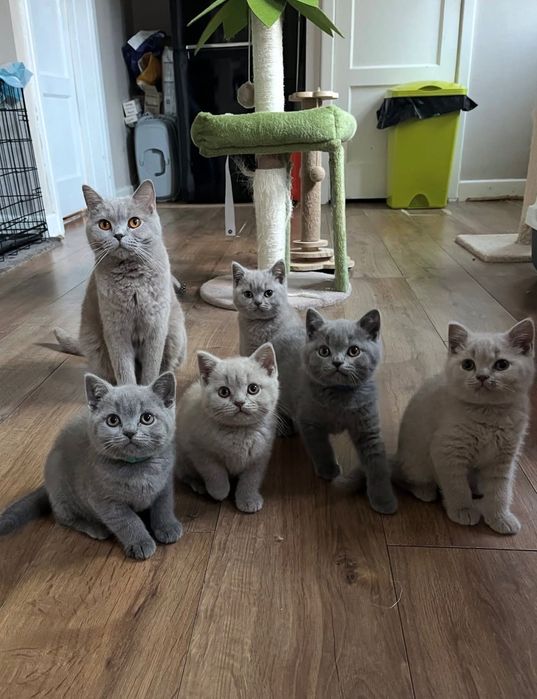 Продажа Британских Голубых Котят!